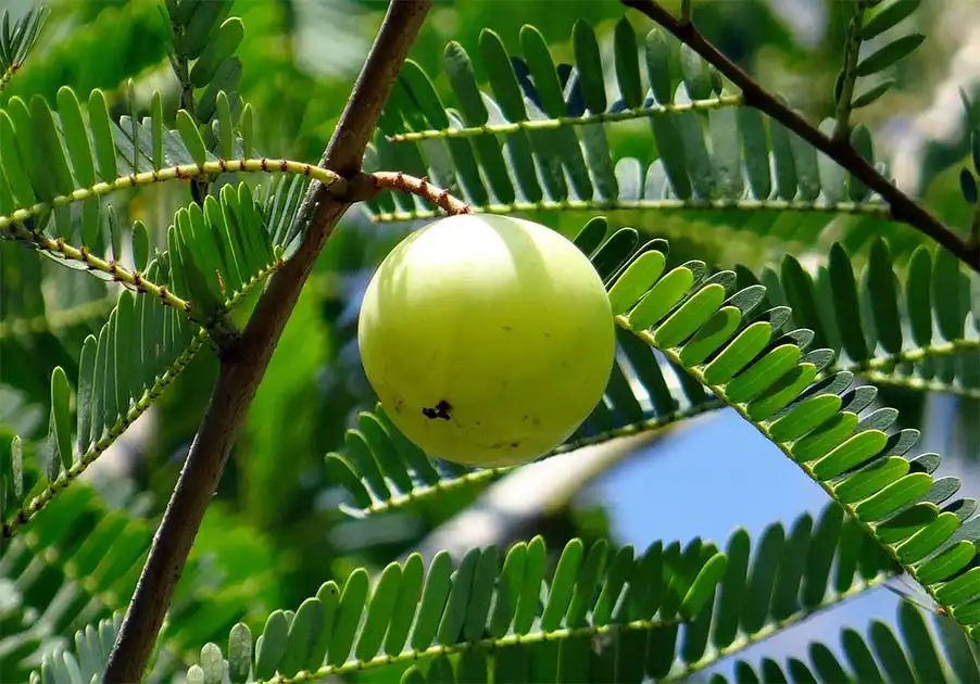 Amla or Gooseberry Health Benefits- Improves Immunity, Eye, Skin and Hair Health. It also supports hormonal health and used to treat PCOS in women. Anti-aging and Anticancer herb in Ayurveda.