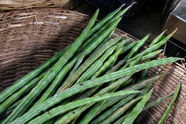 Drumstick: Health Benefits of Flowers, Fruits, Pods, Leaves, Seeds of Moringa