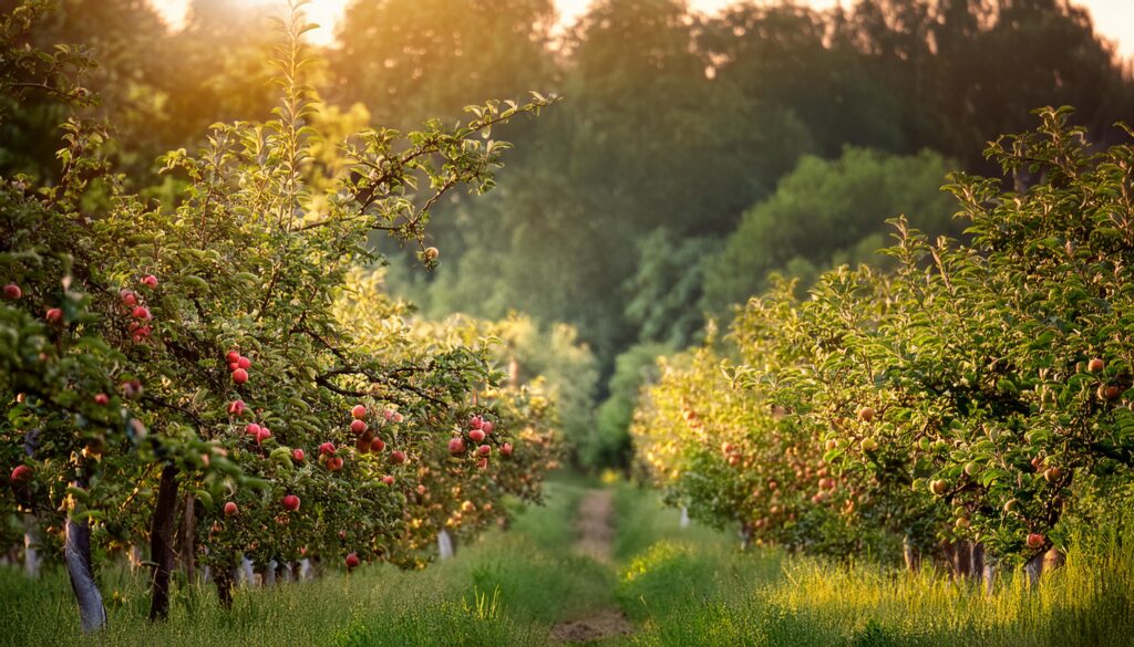 miyawaki forest, solution to climate change, global warming, urban heat, fruit Miyazaki forest, herbal Miyazaki forests, types of Miyazaki forests